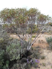 Eucalyptus sporadica