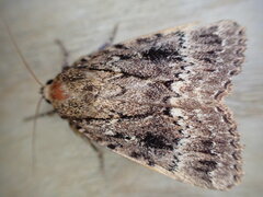 Amphipyra pyramidea