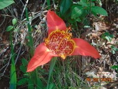 Tigridia pavonia
