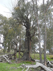 Eucalyptus macrorhyncha