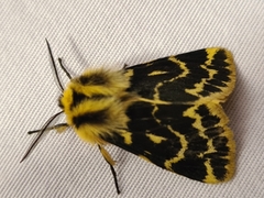 Ardices curvata