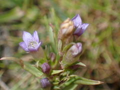 Gentianella amarella