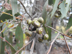 Eucalyptus macrorhyncha
