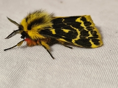 Ardices curvata
