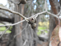 Eucalyptus macrorhyncha