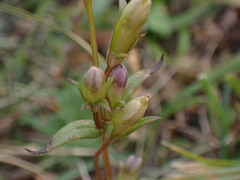 Gentianella amarella