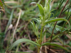 Gentianella amarella