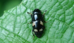 Glischrochilus quadrisignatus