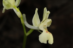 Orchis provincialis