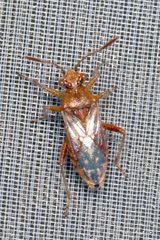 Rhopalus parumpunctatus