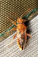 Rhopalus parumpunctatus