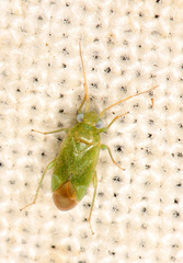 Orthotylus