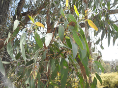 Eucalyptus macrorhyncha
