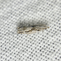 Holocola thalassinana