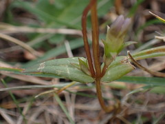 Gentianella amarella