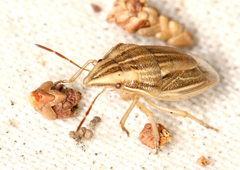 Aelia acuminata