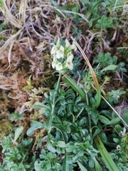 Sideritis hyssopifolia