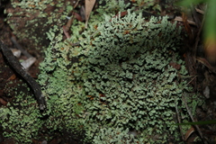 Cladonia didyma