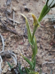 Pterostylis recurva