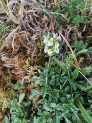 Sideritis hyssopifolia