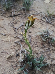 Pterostylis recurva