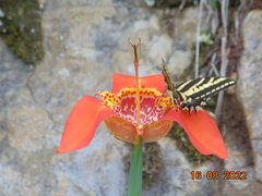 Tigridia pavonia