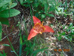 Tigridia pavonia