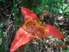 Tigridia pavonia