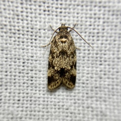 Barea eucapnodes