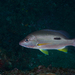 勒氏笛鯛 - Photo (c) divercraig，保留部份權利CC BY-NC