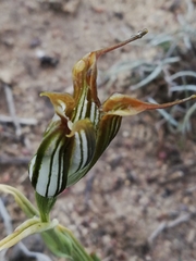 Pterostylis recurva
