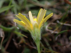 Leontodon saxatilis