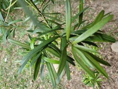 Podocarpus nakaii