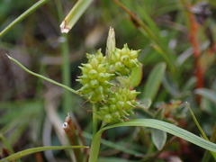 Carex viridula