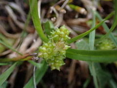 Carex viridula