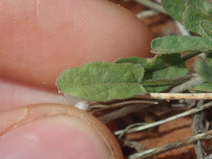 Convolvulus