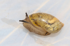 Succinea putris