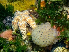 Clavelina pseudobaudinensis