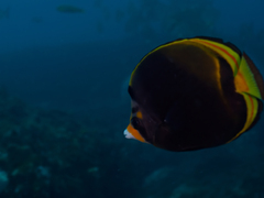 Chaetodon flavirostris