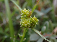 Carex viridula