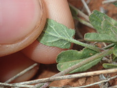 Convolvulus