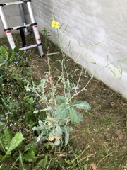 Brassica napus