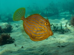 Eubalichthys mosaicus