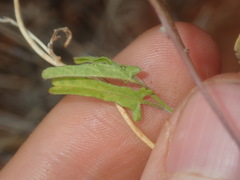 Convolvulus