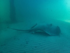 Bathytoshia brevicaudata