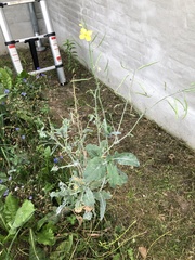 Brassica napus