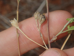 Convolvulus