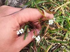 Dontostemon integrifolius