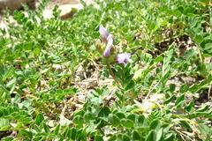 Astragalus