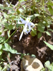Campanula prenanthoides
